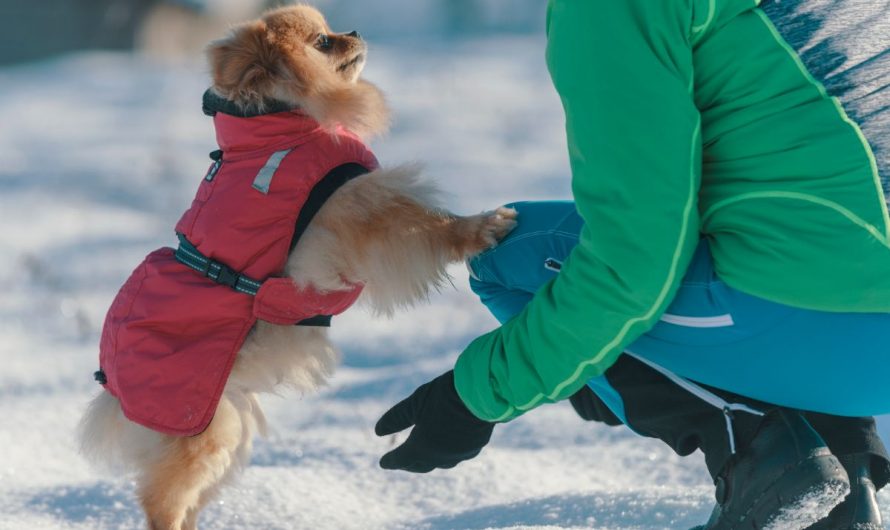 Comment choisir le bon manteau pour votre chien