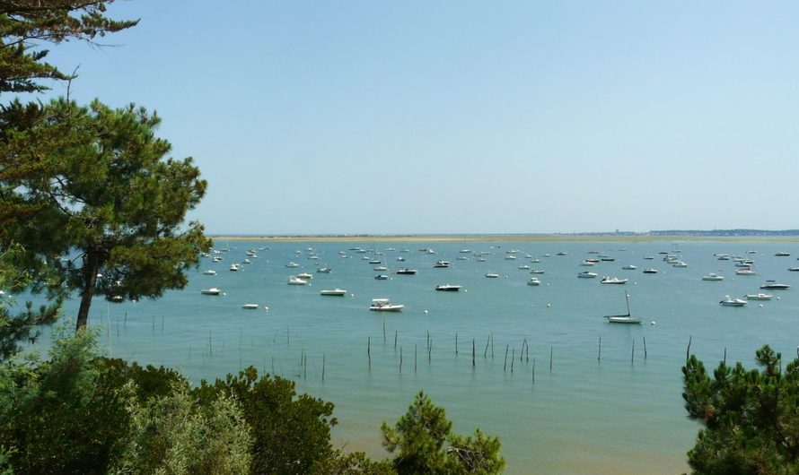 Guide pêche Arcachon : les meilleurs conseils pour réussir vos sorties